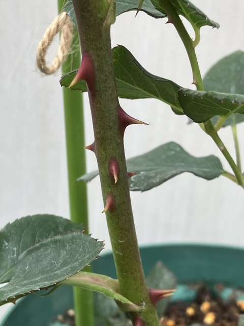 メイドインヘブンのトゲ