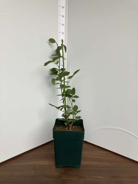 ６号鉢へ鉢増し後のメルロー