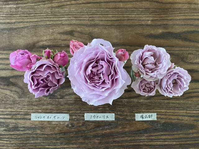 シャドウオブザムーン、ノヴァーリス、紫式部の花色の違い