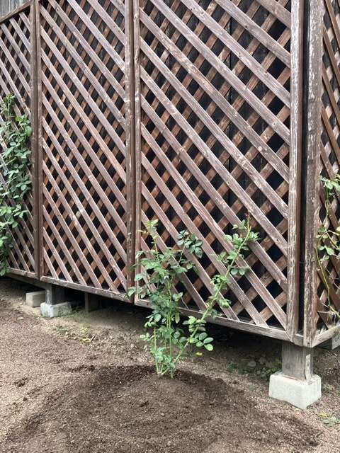 地植え後の紫の上