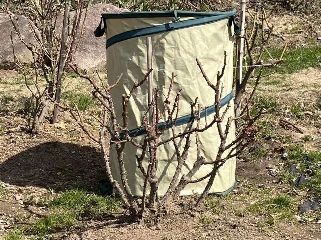 冬剪定前のマイローズ