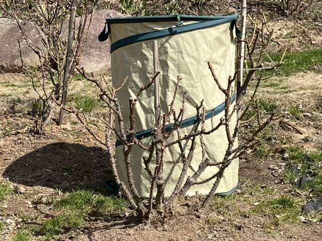 冬剪定後のマイローズ