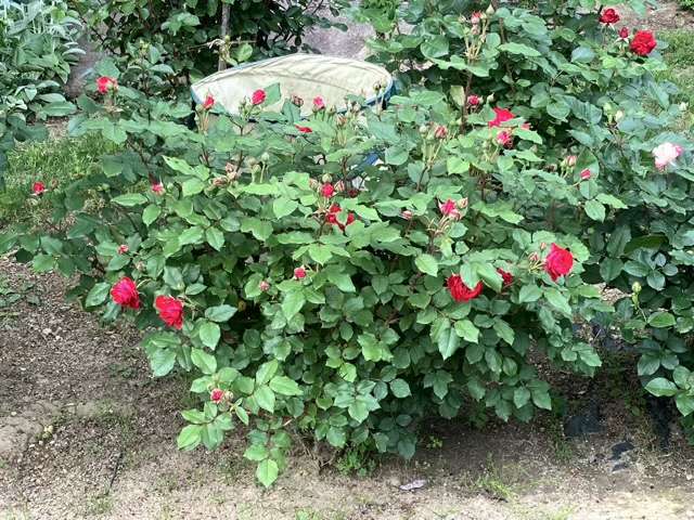 春のマイローズ