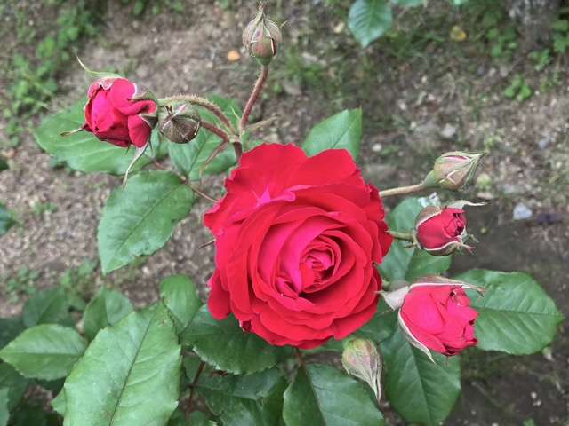 春のマイローズ