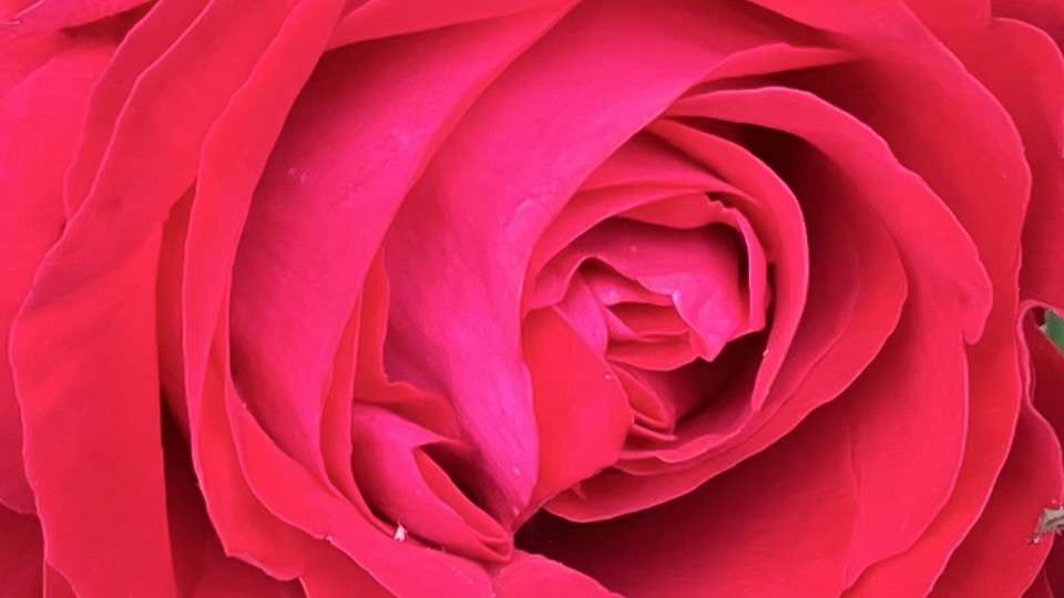 春のマイローズ