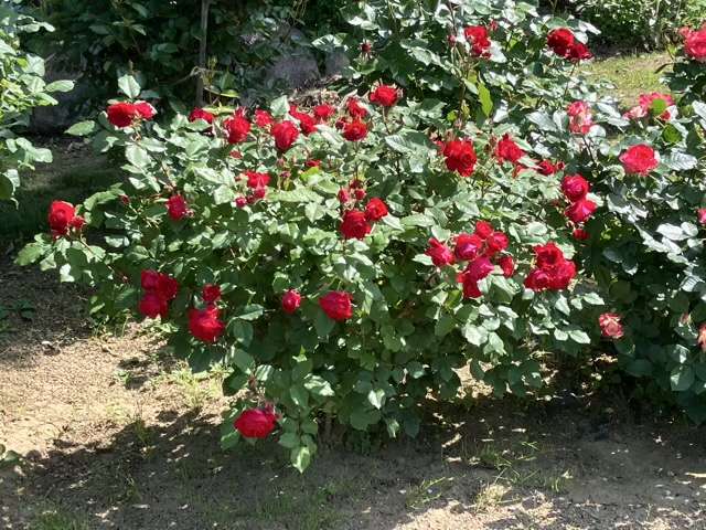 春のマイローズ