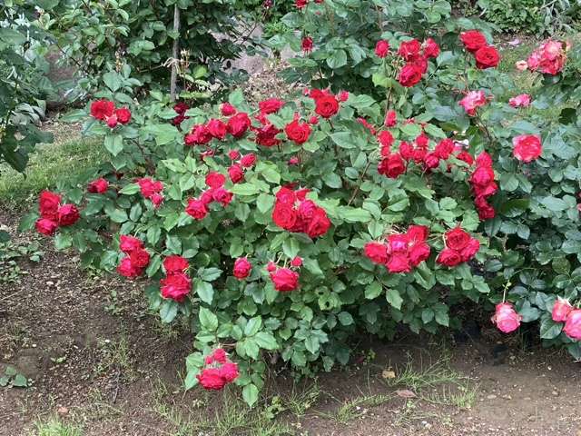 春のマイローズ