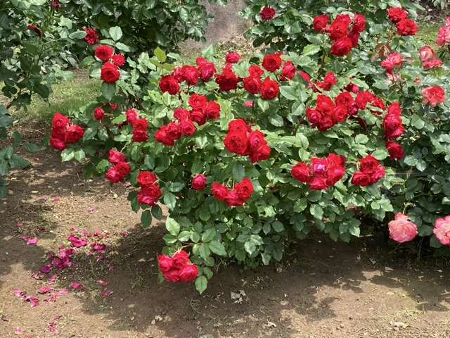 春のマイローズ