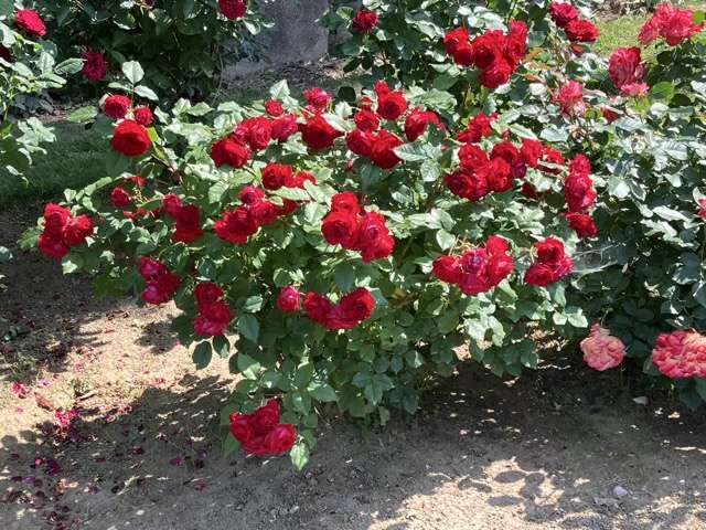 春のマイローズ