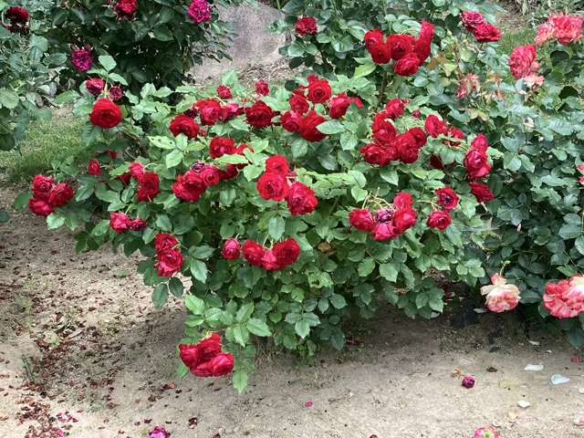 春のマイローズ