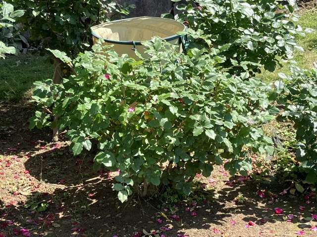 花後剪定後のマイローズ