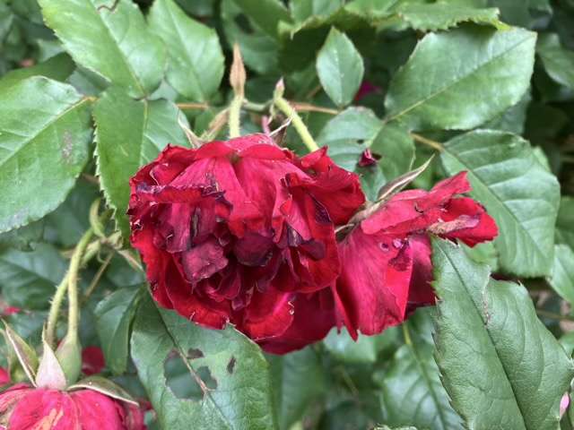 春のマイローズ