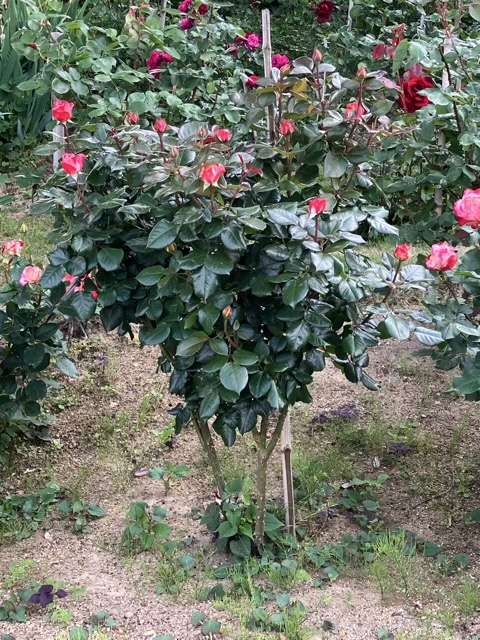 春のノスタルジー