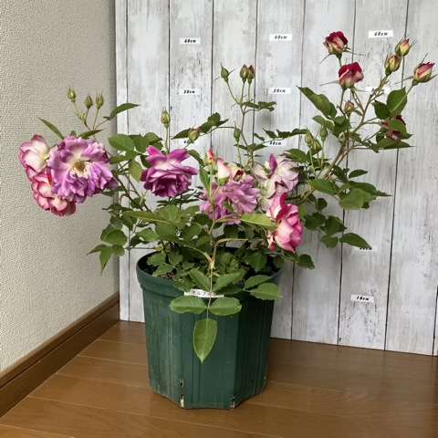 春のオルフェオ