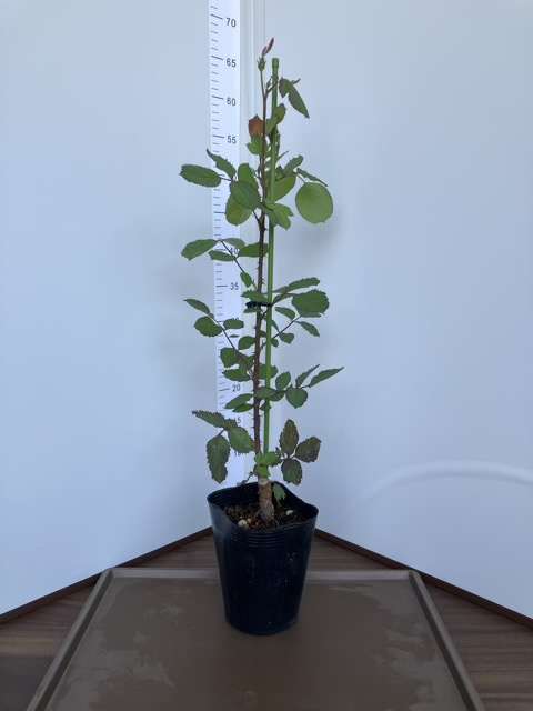 パルミラ購入品