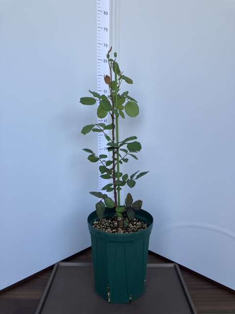 6号鉢に鉢増し後のパルミラ