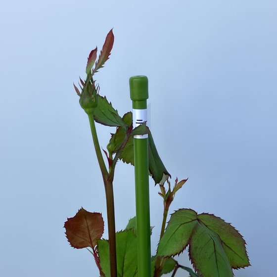 ソフトピンチ前のパルミラ