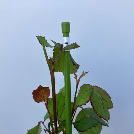 ソフトピンチ後のパルミラ