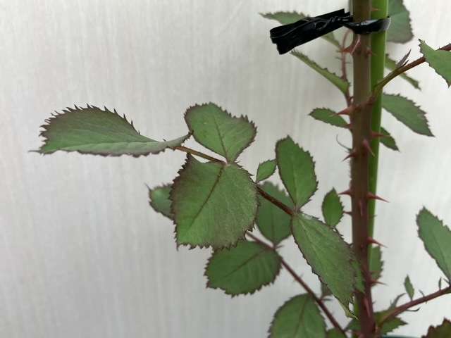 パルミラの葉っぱ