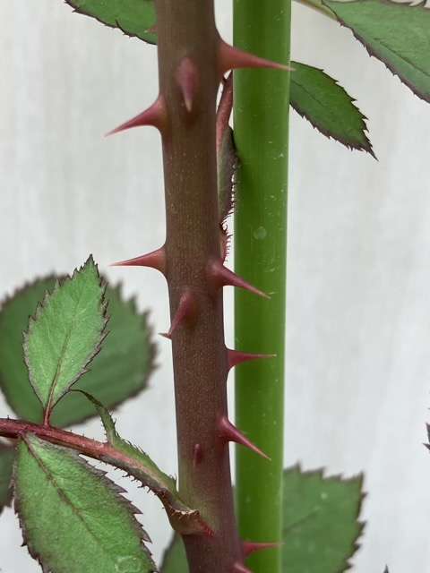 パルミラのトゲ