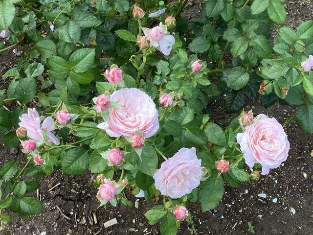 夏のピルエット