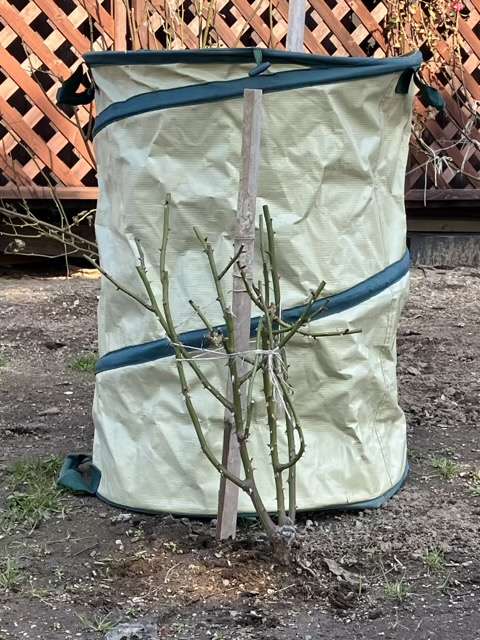 冬剪定前のピルエット