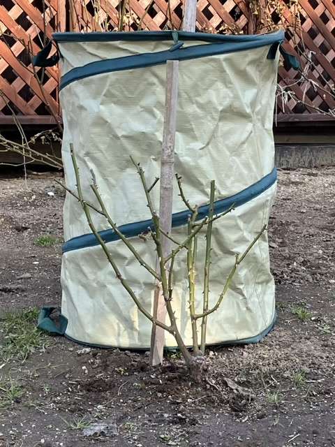 冬剪定後のピルエット