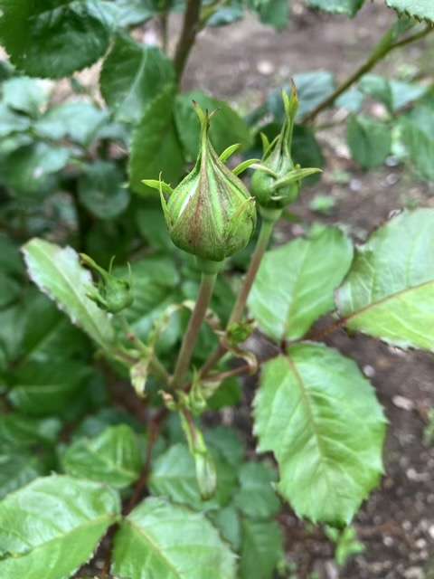 ピルエットのつぼみ