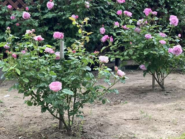 春のピルエット