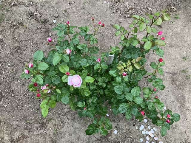 春のピルエット