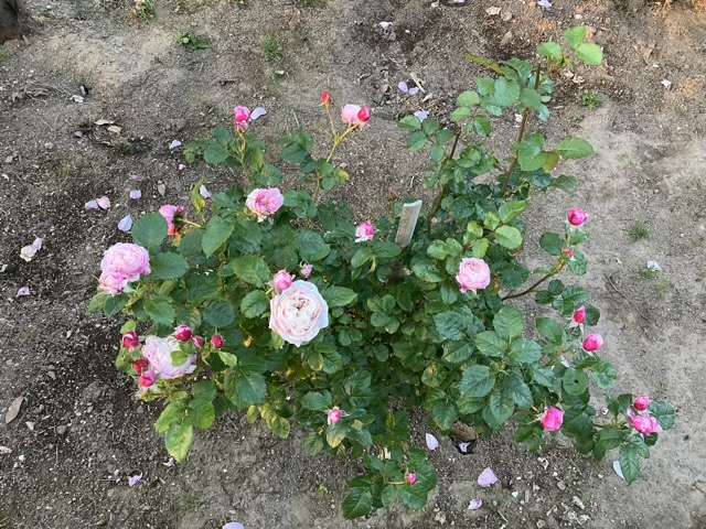 春のピルエット