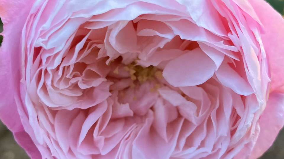 春のピルエット