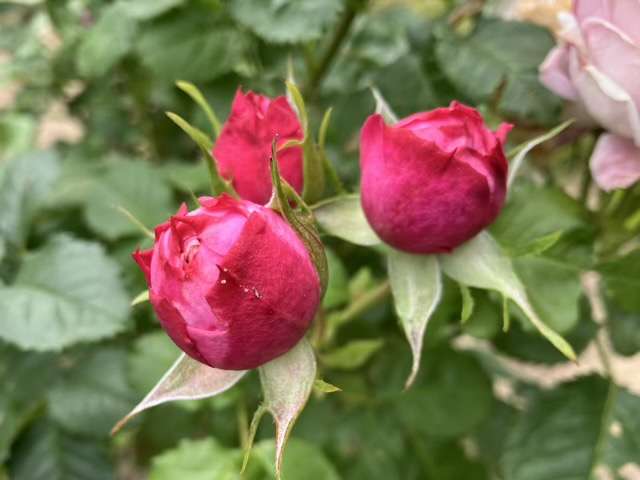 ピルエットのつぼみ