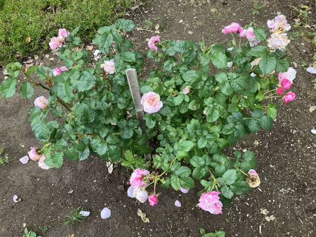 花後剪定前のピルエット