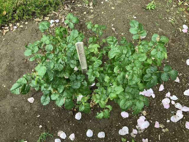 花後剪定後のピルエット