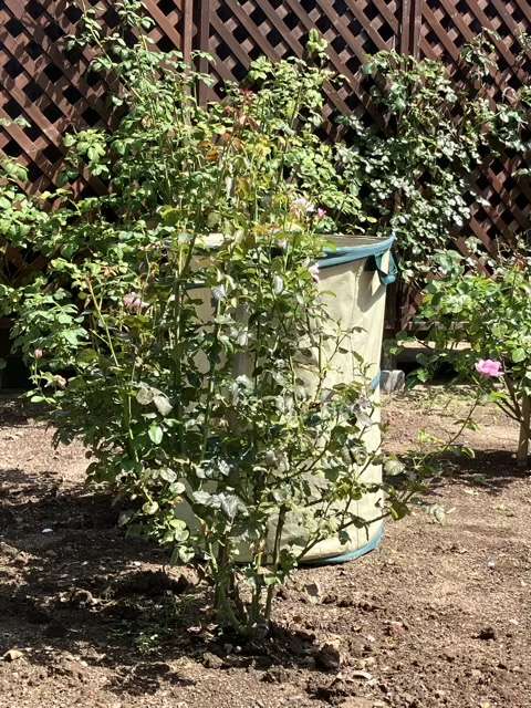 夏剪定前のピルエット