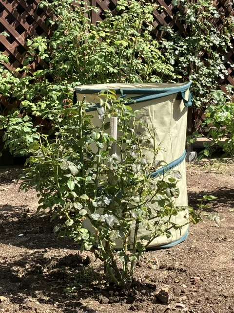 夏剪定後のピルエット