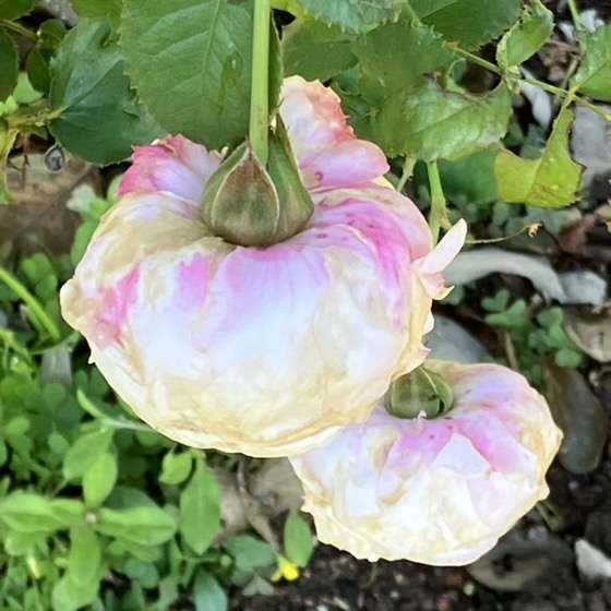 秋のピルエット