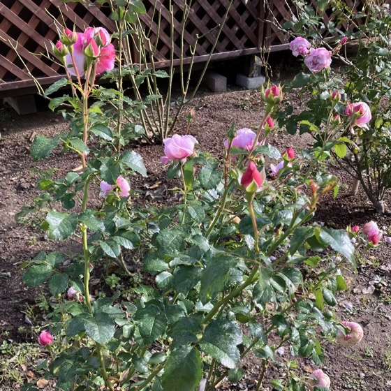 新苗から育てて3年目】ピルエット/ロサオリエンティス プログレッシオ