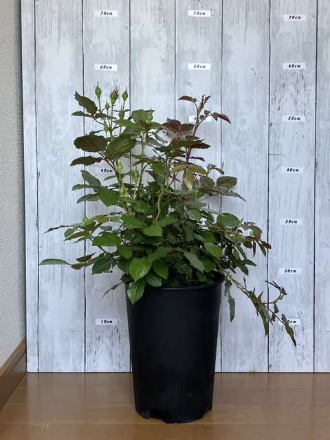 鉢増し前のプランタジネット