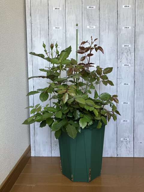 鉢増し後のプランタジネット