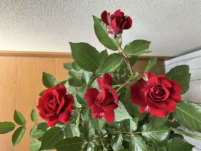 春のプランタジネット