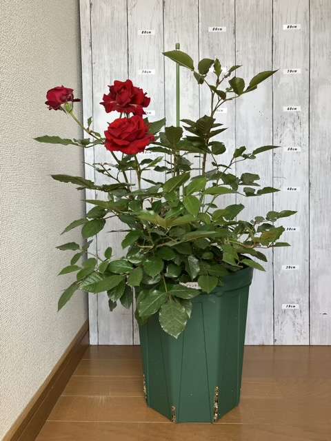 花後剪定前のプランタジネット