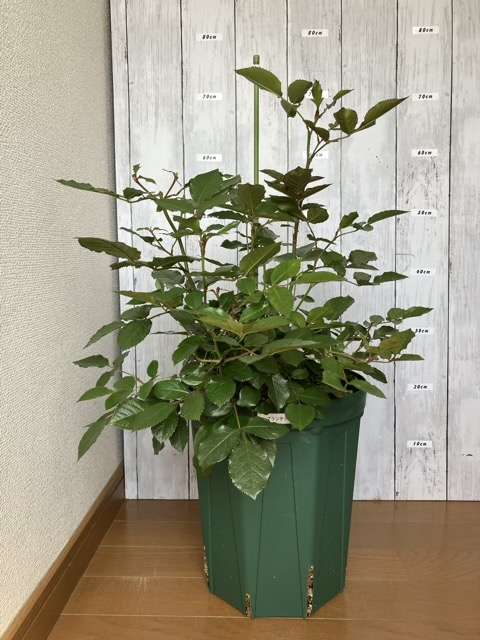 花後剪定後のプランタジネット