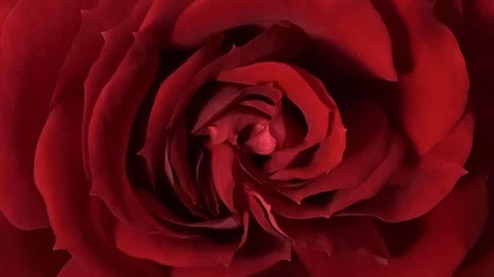 春のプランタジネット