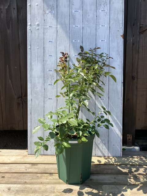 夏剪定前のプランタジネット