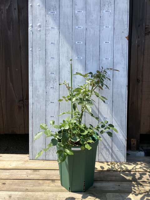 夏剪定後のプランタジネット