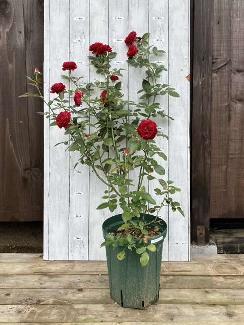 秋のプランタジネット