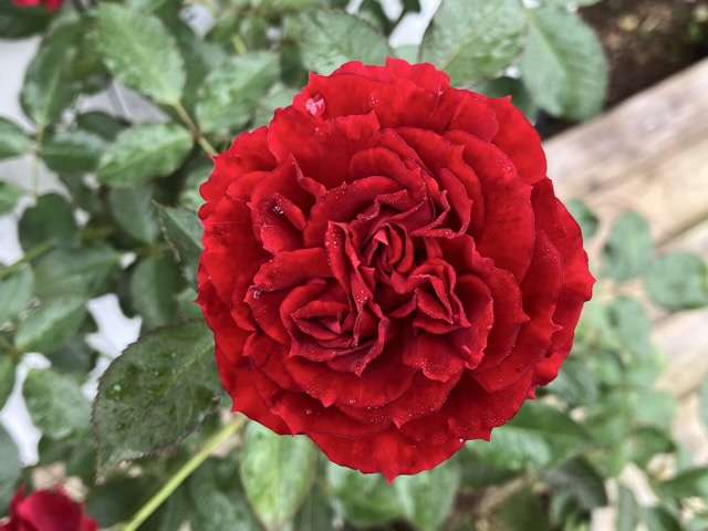 秋のプランタジネット