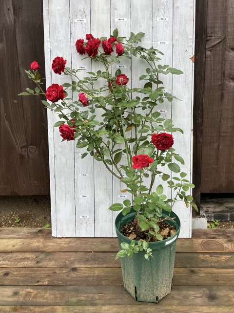 秋のプランタジネット